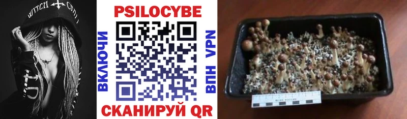 Псилоцибиновые грибы прущие грибы  MEGA как войти  Завитинск  дарнет шоп 